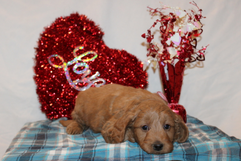 puppy, for, sale, Mini Goldendoodle F2, Matthew B. Stoltzfus, dog, breeder, Gap, PA, dog-breeder, puppy-for-sale, forsale, nearby, find, puppyfind, locator, puppylocator, aca